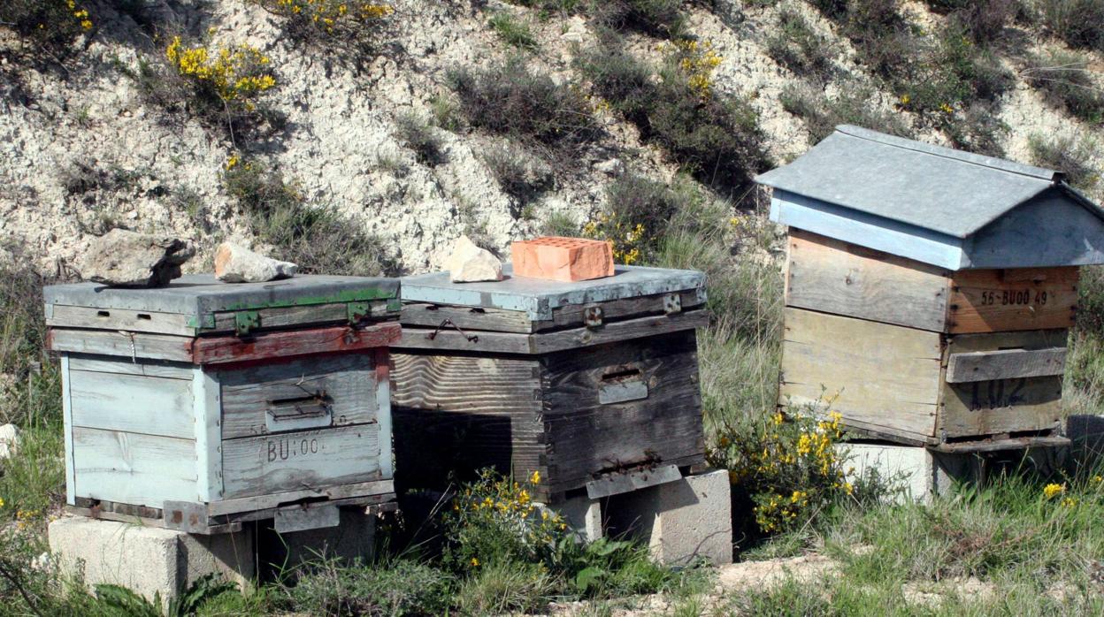 Paneles de colmenas de abejas