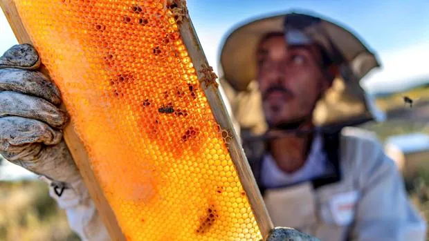 La campaña de la miel de 2021 en Castilla-La Mancha recibirá una ayuda de 800.000 euros