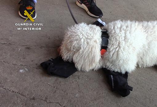 El perro de la Guardia Civil que encontró restos biológicos en varias prendas