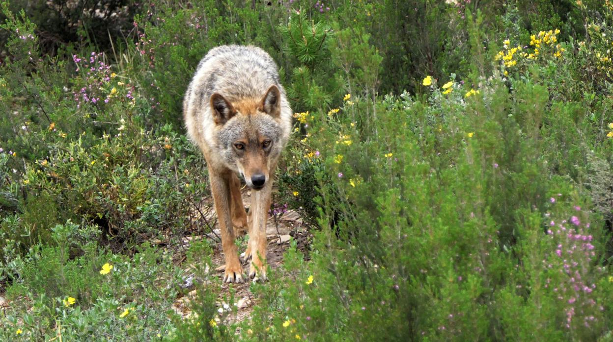 Imagen de archivo de un lobo