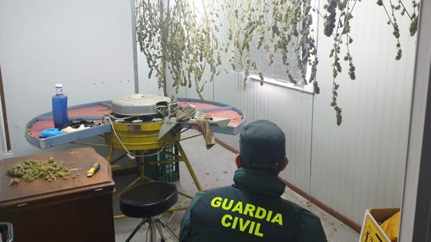Guardia Civil localiza una plantación de marihuana en la merindad de Estella
