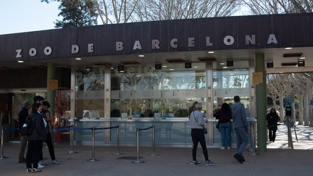 Los leones del Zoo de Barcelona pasan la Covid «como un resfriado»