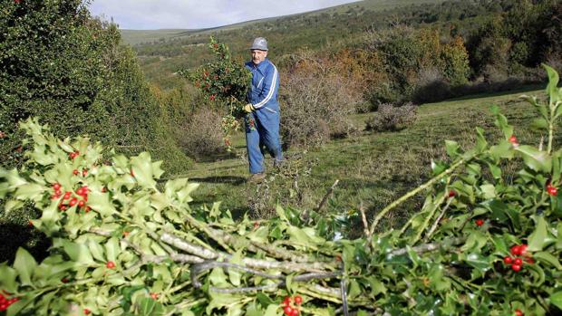 Acebo de Soria para la Navidad de toda España