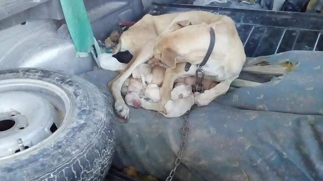 La perra con su camada y atada en el maletero del coche viejo