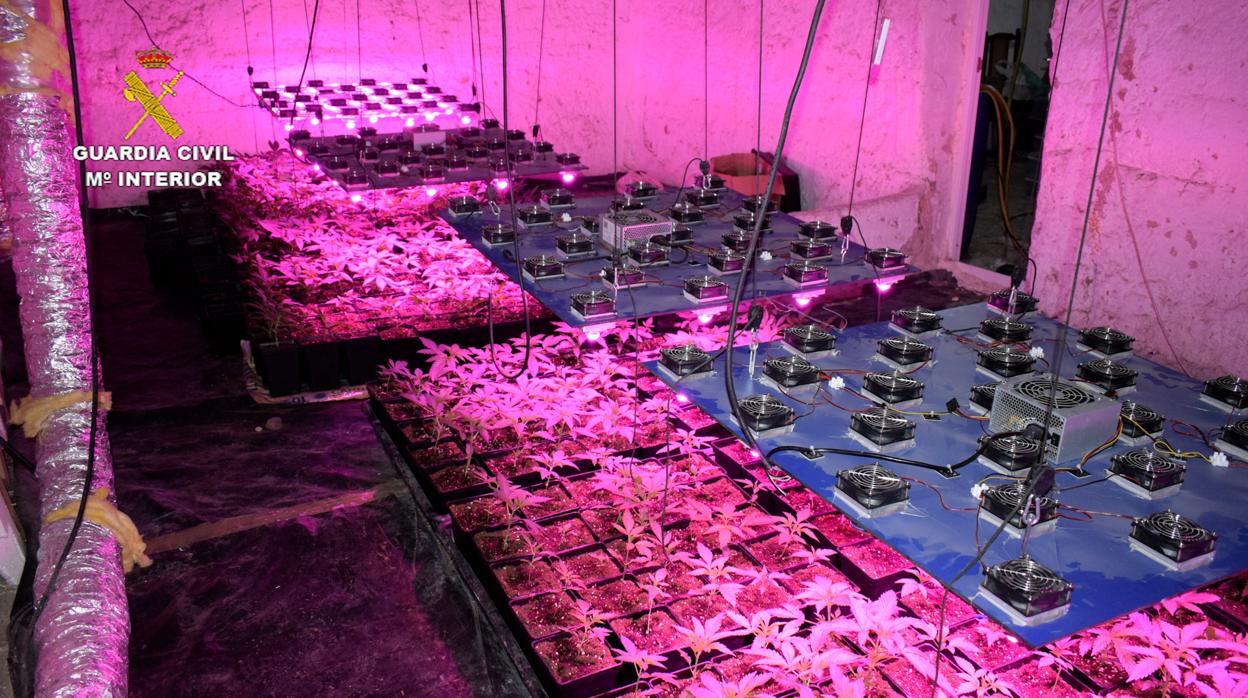 Plantas de cannabis encontradas en la operación realizada en la provincia de Cuenca