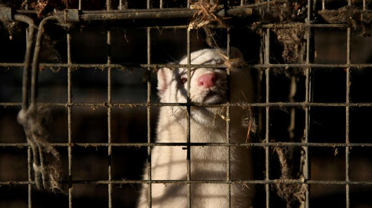 Coronavirus: Galicia realiza pruebas a los trabajadores de granjas de visones y analiza periódicamente a los animales