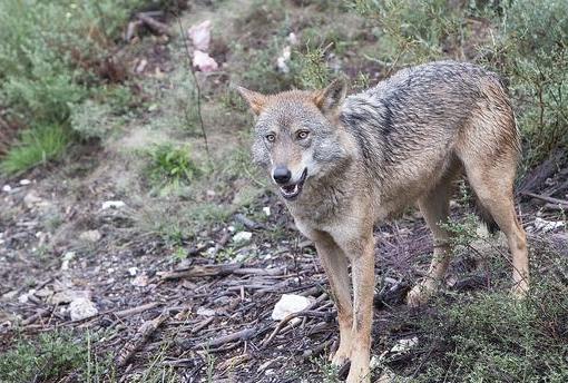 Nueve planes de altura en Castilla y León bajo el cierre perimetral