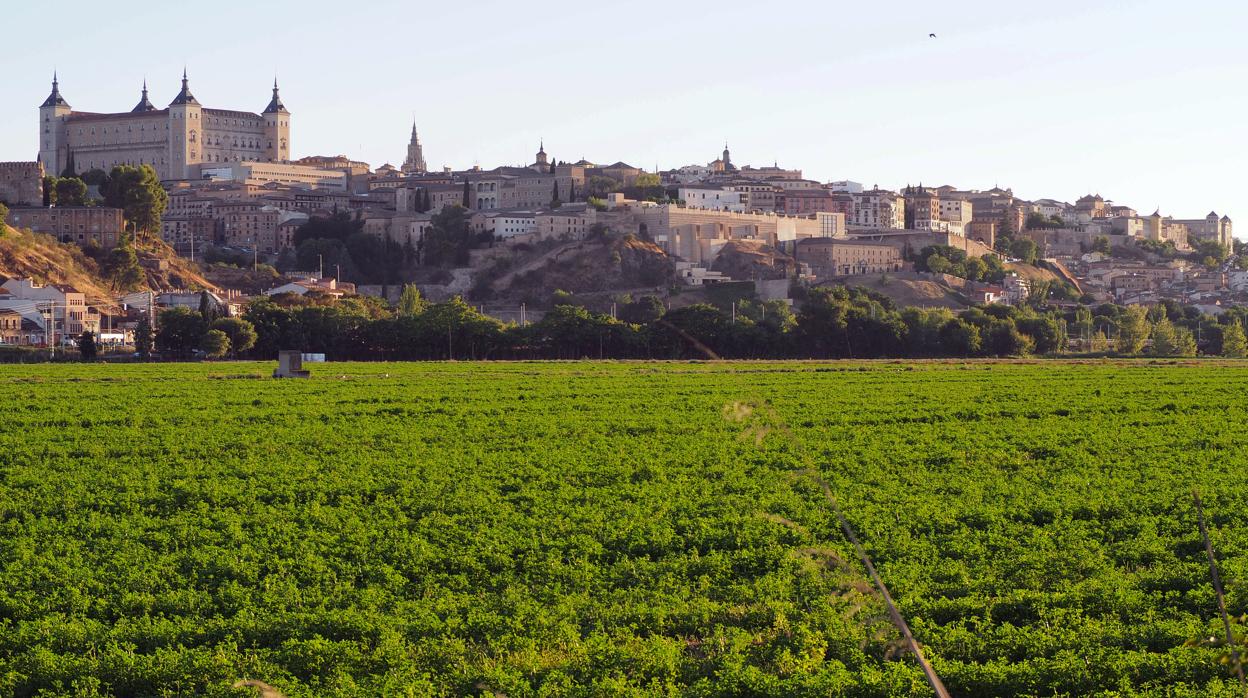 Huerta del Rey, un paisaje amenazado por las infraestructuras del AVE