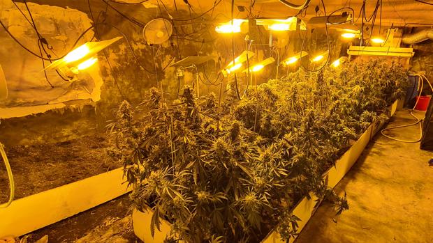 Descubren una plantación de marihuana oculta en un criadero de cerdos en Valencia