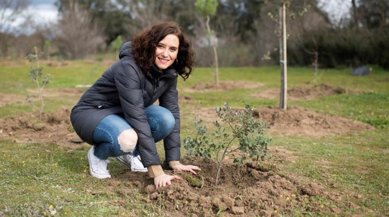 La presidenta regional, Isabel Díaz Ayuso, en la plantación con que arrancaba Arco Verde, hace un año