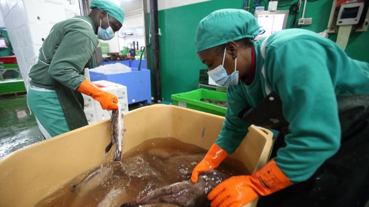 Trabajadores en la lonja de Burela en una Navidad marcada por el coronavirus