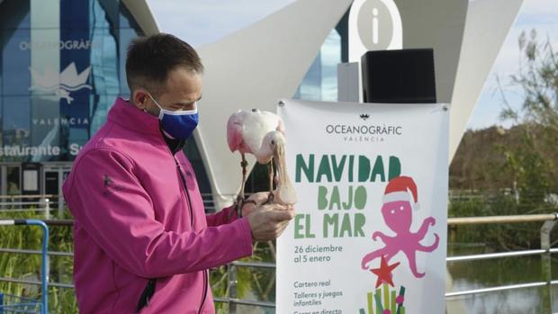 Más de mil niños participan en «Navidad bajo el mar» del Oceanogràfic en los primeros días del festival