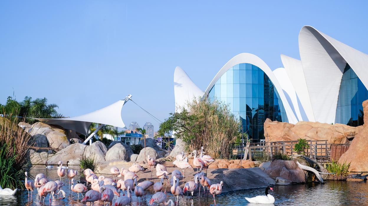 Imagen del Oceanogràfic de Valencia