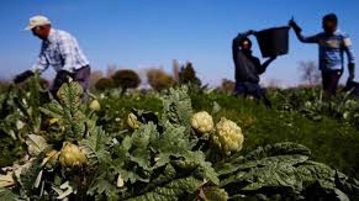 Un buen número de parados proceden del sector de la agricultura