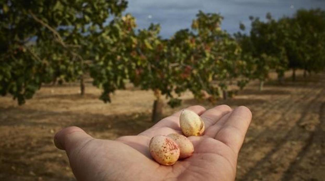 Castilla-La Mancha suma ya 38.000 hectáreas de pistacho, el 81% de la superficie nacional