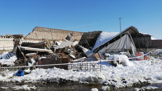 Se desploma una nave por el peso de la nieve en Villaseca y deja atrapadas a 400 ovejas