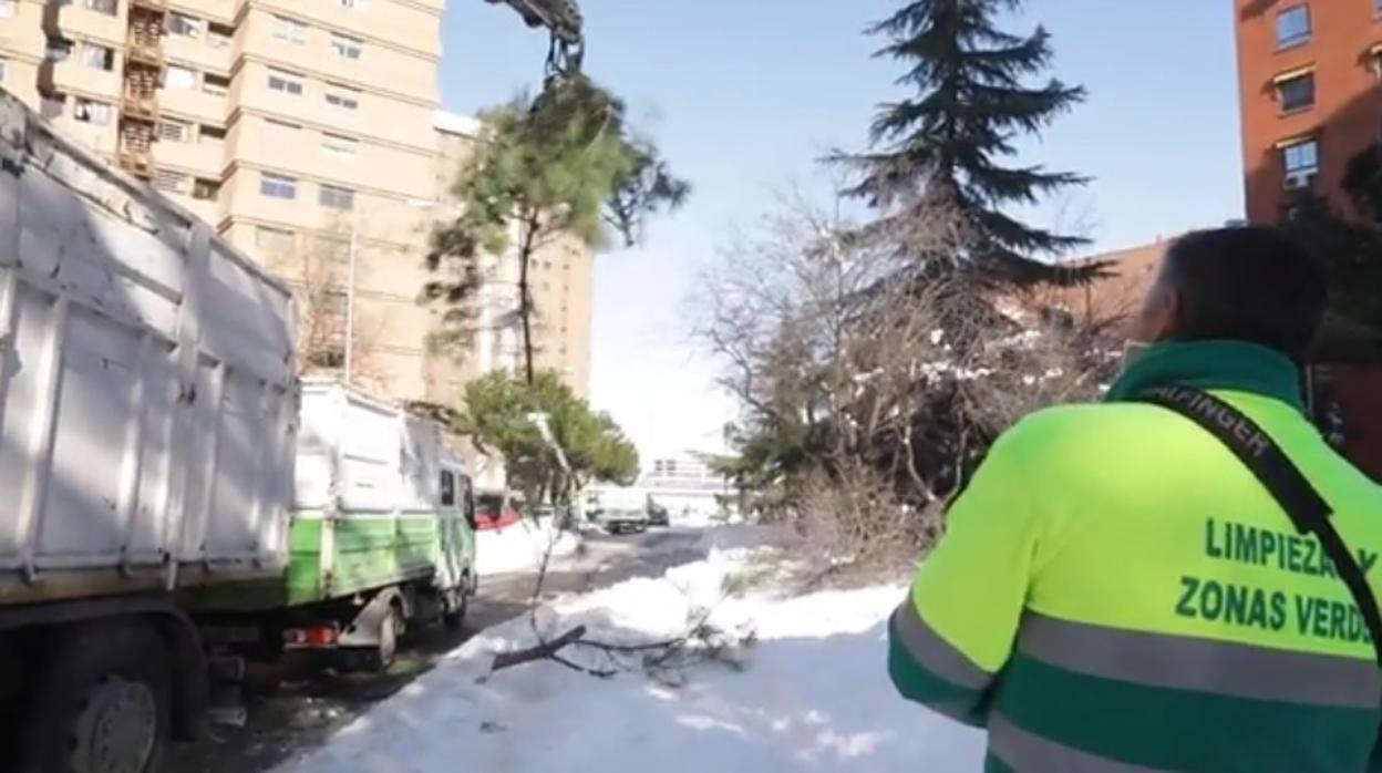 Un operario de limpieza retira un árbol de grandes dimensiones en una calle de la capital