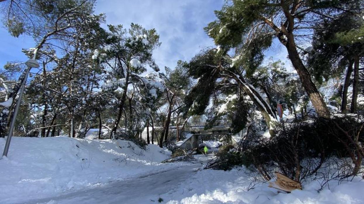 Los árboles de la Casa de Campo, muchos de ellos en mal estado por el peso de la nieve