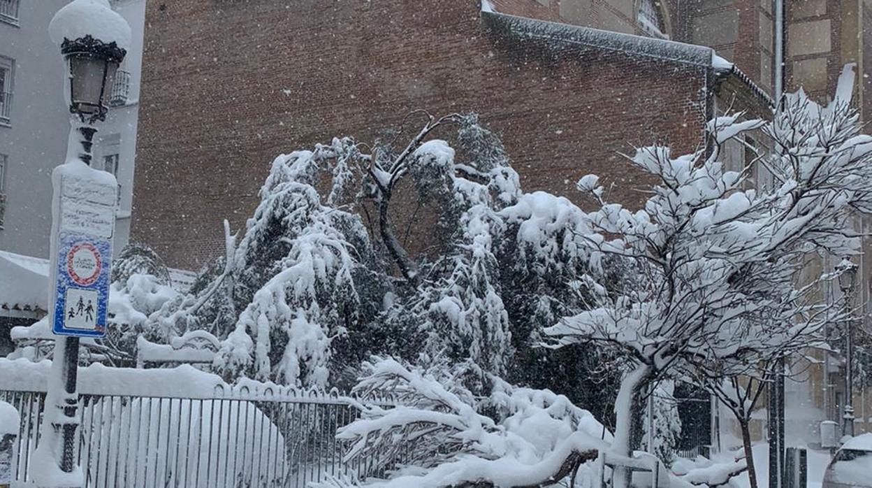 Estado de la histórica floristería de la calle de Huertas, tras la intensa nevada, con su centenario olivo desgajado por el peso de la nieve