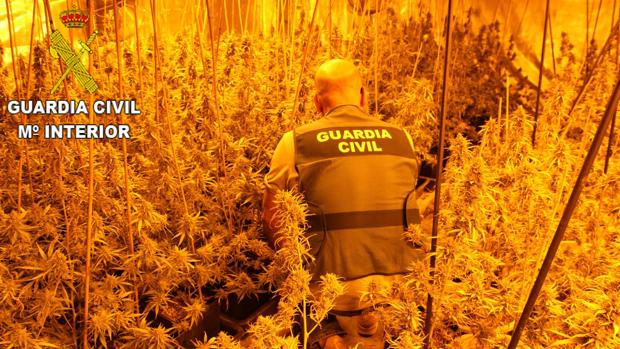 Detienen a un hombre fugado de la cárcel de Picassent tras intervenirle 300 plantas de marihuana