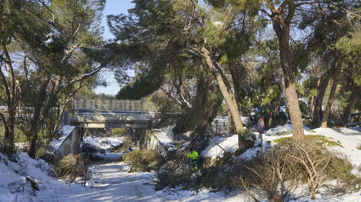 Árboles arrasados por la nieve en Madrid