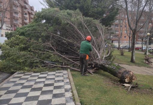 Uno de los operarios del Ayuntamiento de Cuenca corta las ramas de un ábol caído