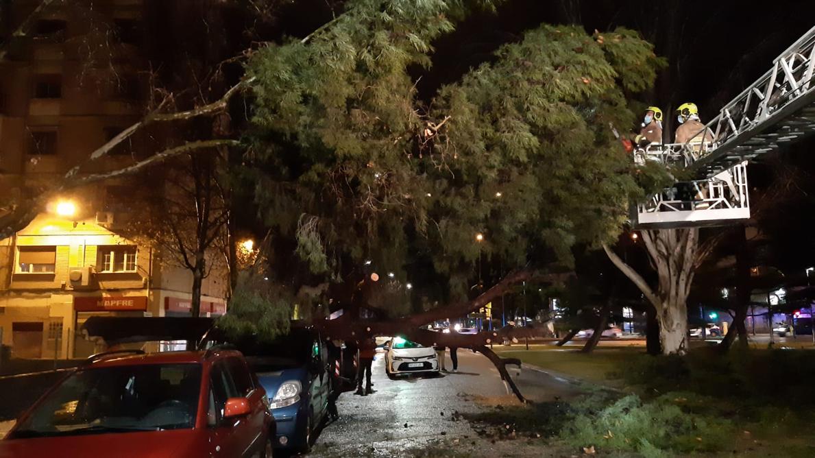 Bomberos trabajando en unos árboles tumbados por los vientos huracanados que azotaron la pasada noche al término municipal de Zaragoza