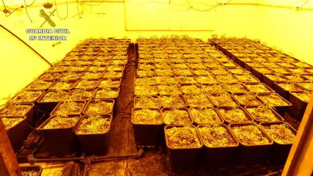 Detienen a un matrimonio que ocultaba 287 plantas de marihuana en una caseta de jardín en Pedreguer