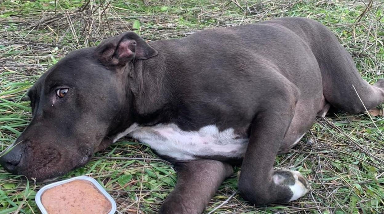 Brutus, el perro que se había perdido tras la explosión en la calle de Toledo