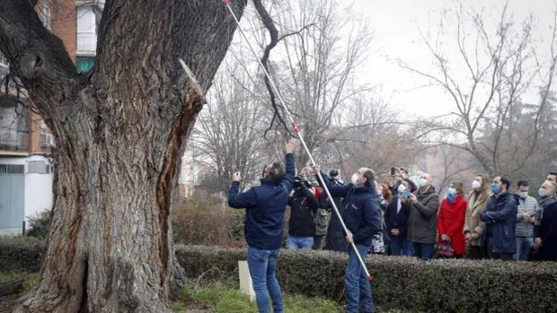 Madrid clonará árboles centenarios dañados o derribados por el temporal Filomena