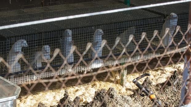 La Junta ordena sacrificar 1.010 visones de una granja de Ávila tras detectar un animal infectado por Covid