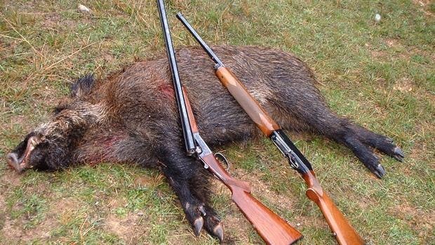 Investigados dos cazadores furtivos por abatir a un jabalí sin autorización en Burgos