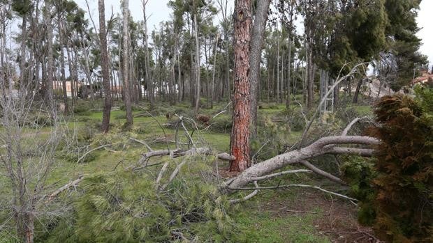 El desastre en la masa forestal, un peligro ante los incendios y las plagas de insectos