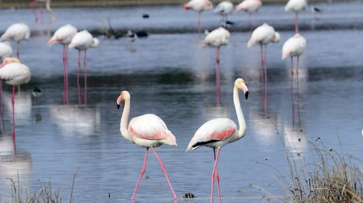 Los flamencos dejan preciosas imágenes en las lagunas