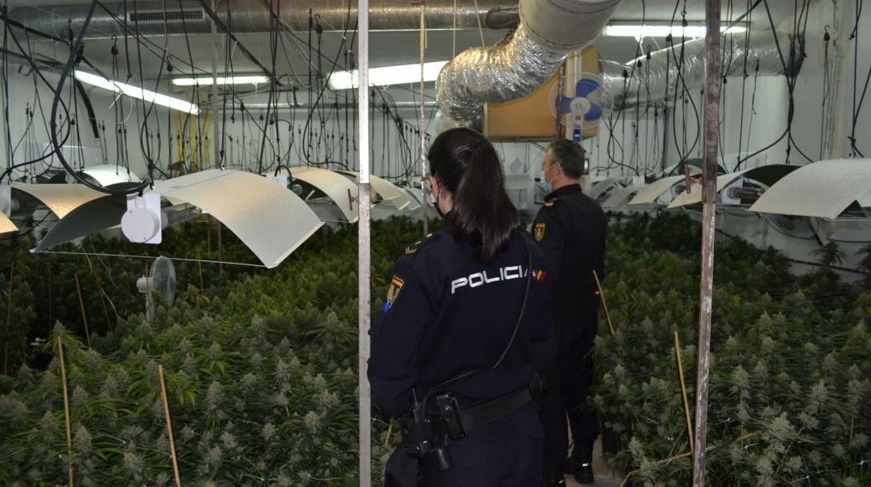 Los agentes localizaron cientos de plantas de marihuana en el interior de la nave