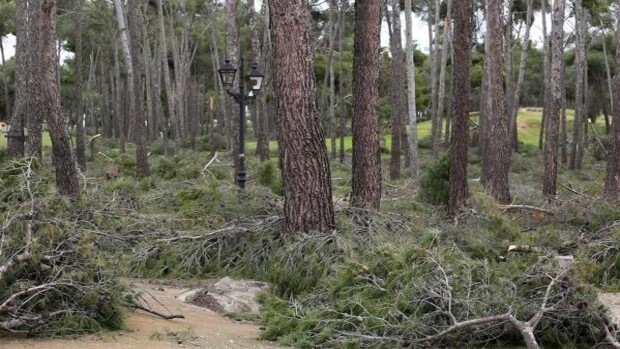«Filomena» arrasó el 40% de la masa arbórea del parque de La Bastida
