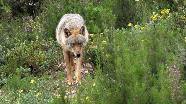 Asaja insta a los ecologistas y la ministra Ribera a que se lleven el lobo a casa «como animal de compañía»