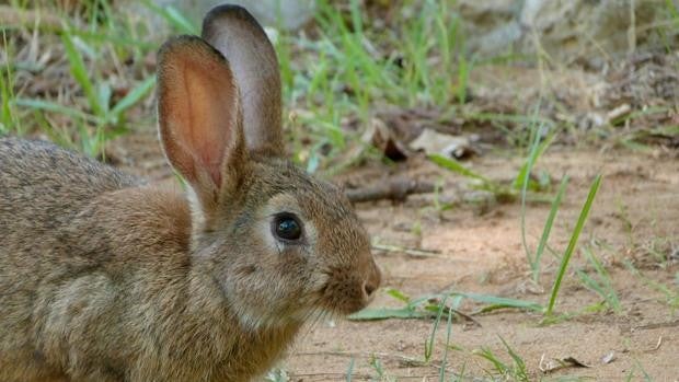 Se declara la emergencia cinegética por daños del conejo y se ampliará la temporada de caza