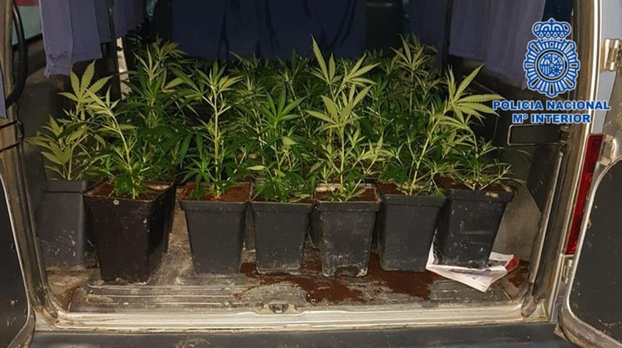 Las plantas que un padre y un hijo iban a meter en una vivienda cuando fueron sorprendidos por policías nacionales