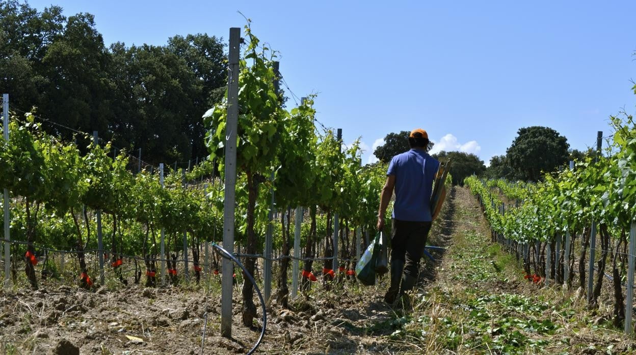 Viñas de Bodegas Arrayán, en la zona de Méntrida, donde trabajan con algunas de estas uvas como Rufete, Bruñal, Garnacha Peluda o Mizancho