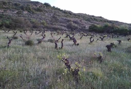 Castilla-La Mancha, en busca de las uvas perdidas