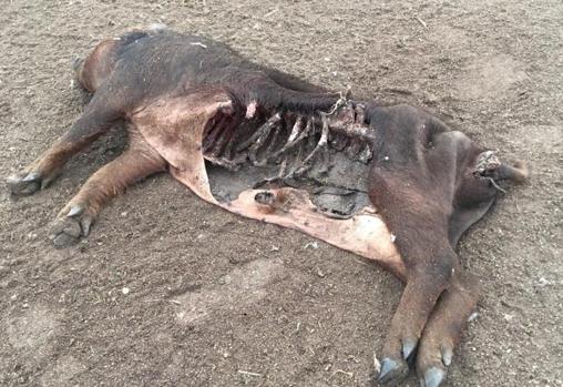 Animal muerto tras un ataque de lobos en la dehesa de Salmanca