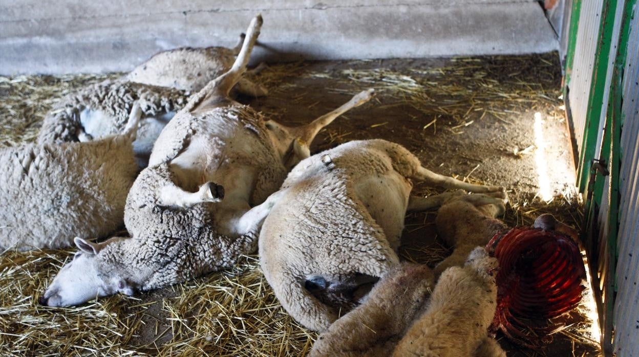Ovejas atacadas por un lobo en a localidad zamorana de Tamame