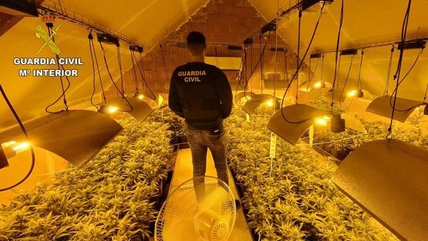 Dos detenidos por cultivo de marihuana en Albarreal de Tajo