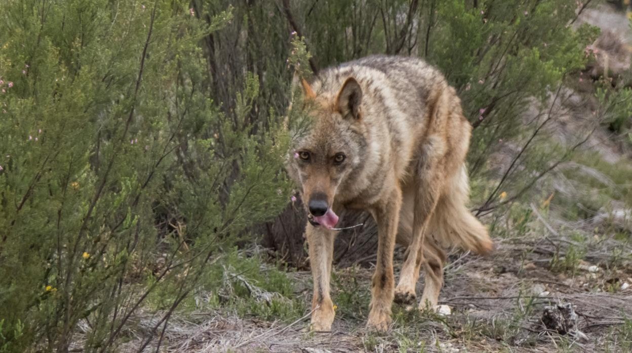 Las comunidades con más lobos se unen en un comité técnico para coordinar sus planes de gestión de la especie