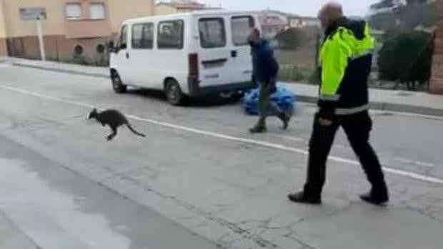 Policías y vecinos, a la caza de una cría de canguro aparecida misteriosamente en un pueblo de Gerona