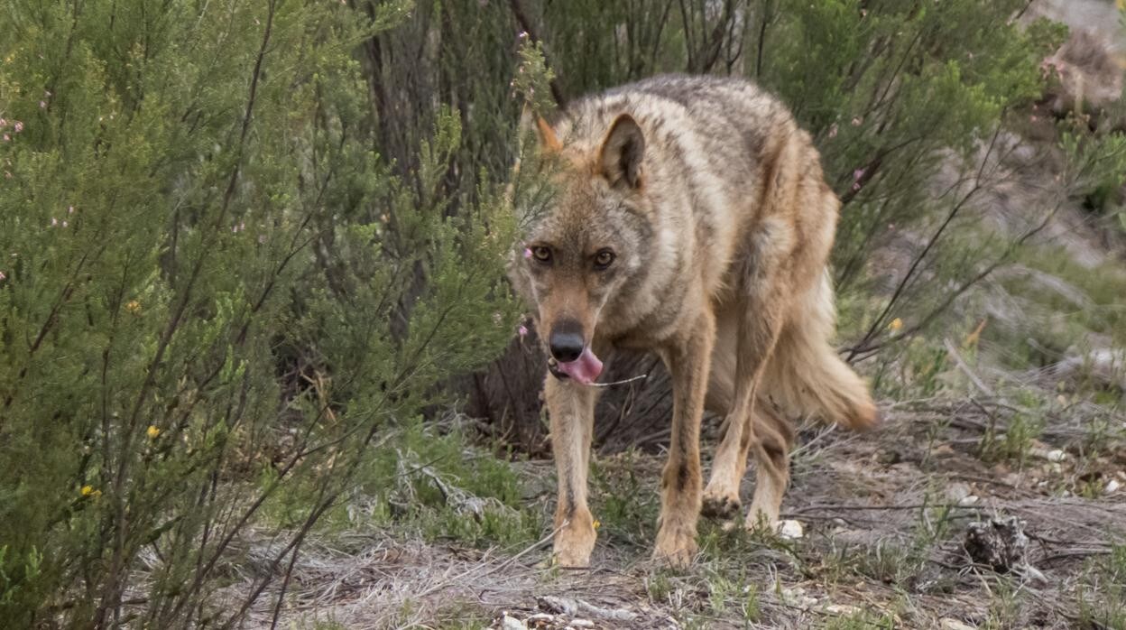 El campo exige a Sánchez que paralice la prohibición de cazar lobos