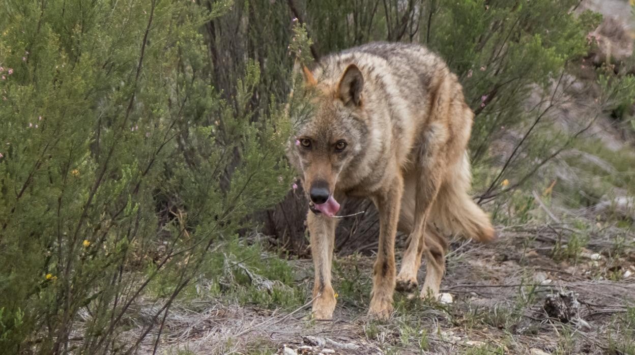 El campo exige a Sánchez que paralice la prohibición de cazar lobos