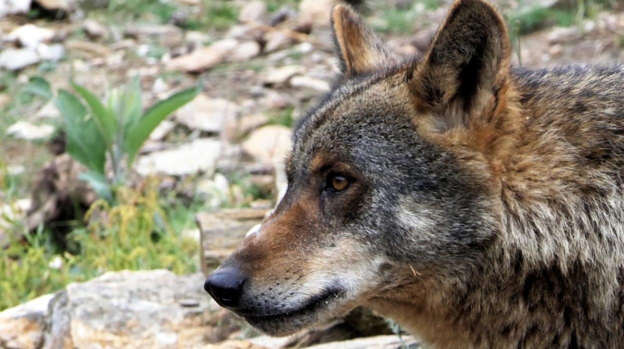 Castilla y León ofrece ejemplares de lobo para repoblar zonas donde se ha extinguido