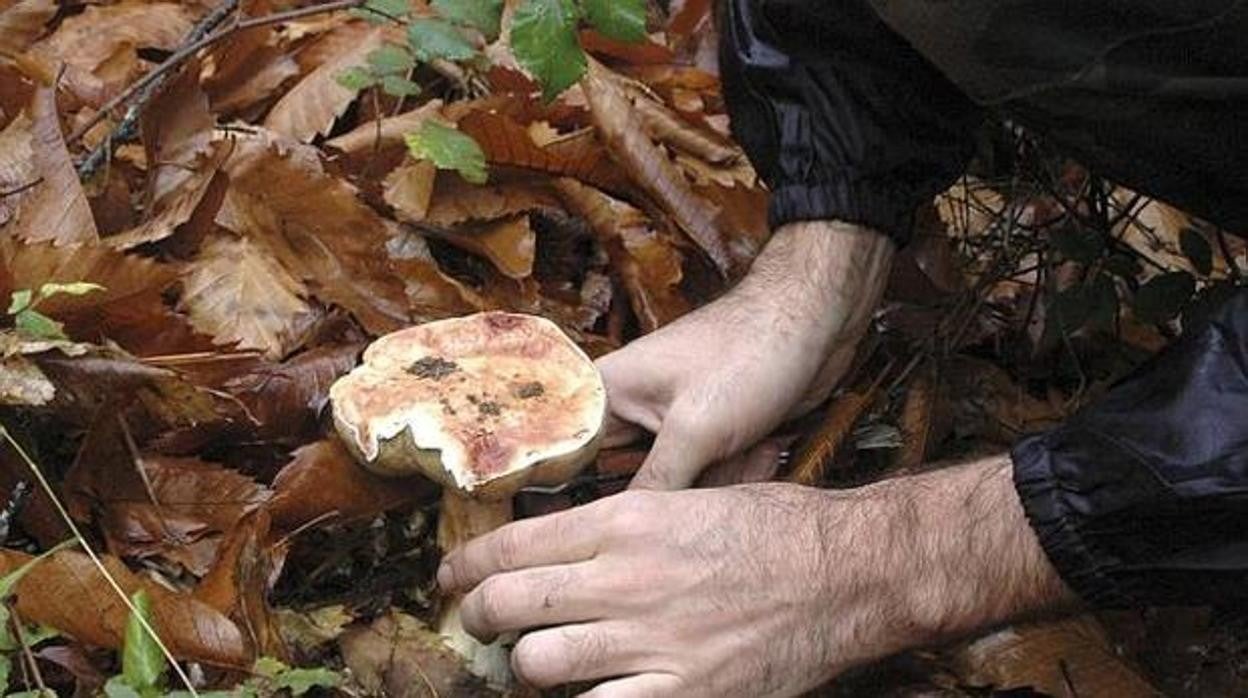 Las personas de fuera de Campisábalos tendrán que pagar cinco euros por cada fin de semana que quieran recoger setas